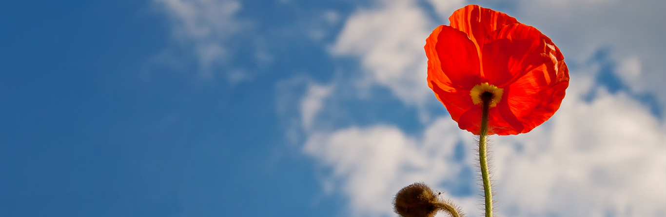 Remembrance day poppy